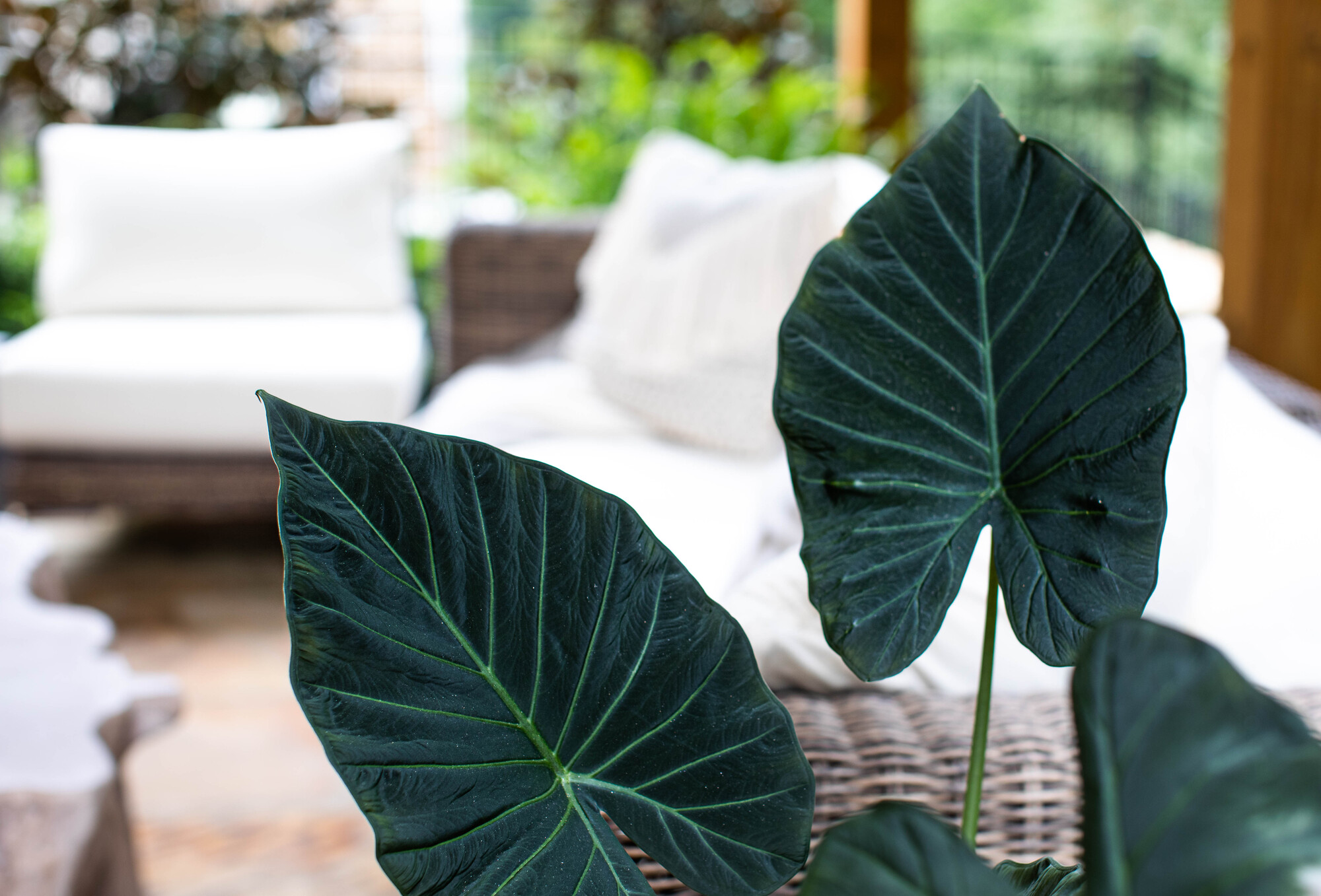 Cozy Garden Patio in Northern Georgia - Photo 10