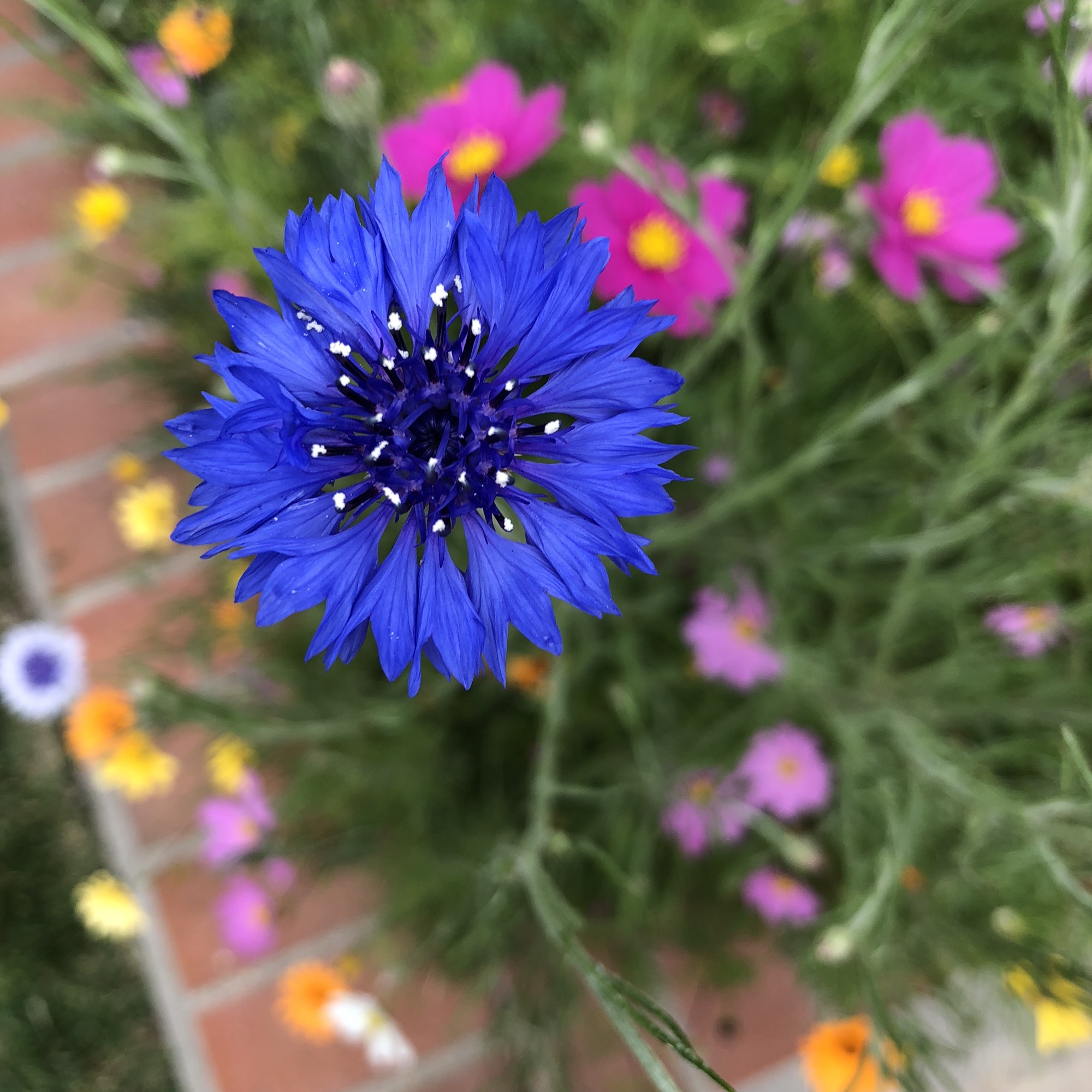 Peaceful Retreat in Irvine, California - Photo 7