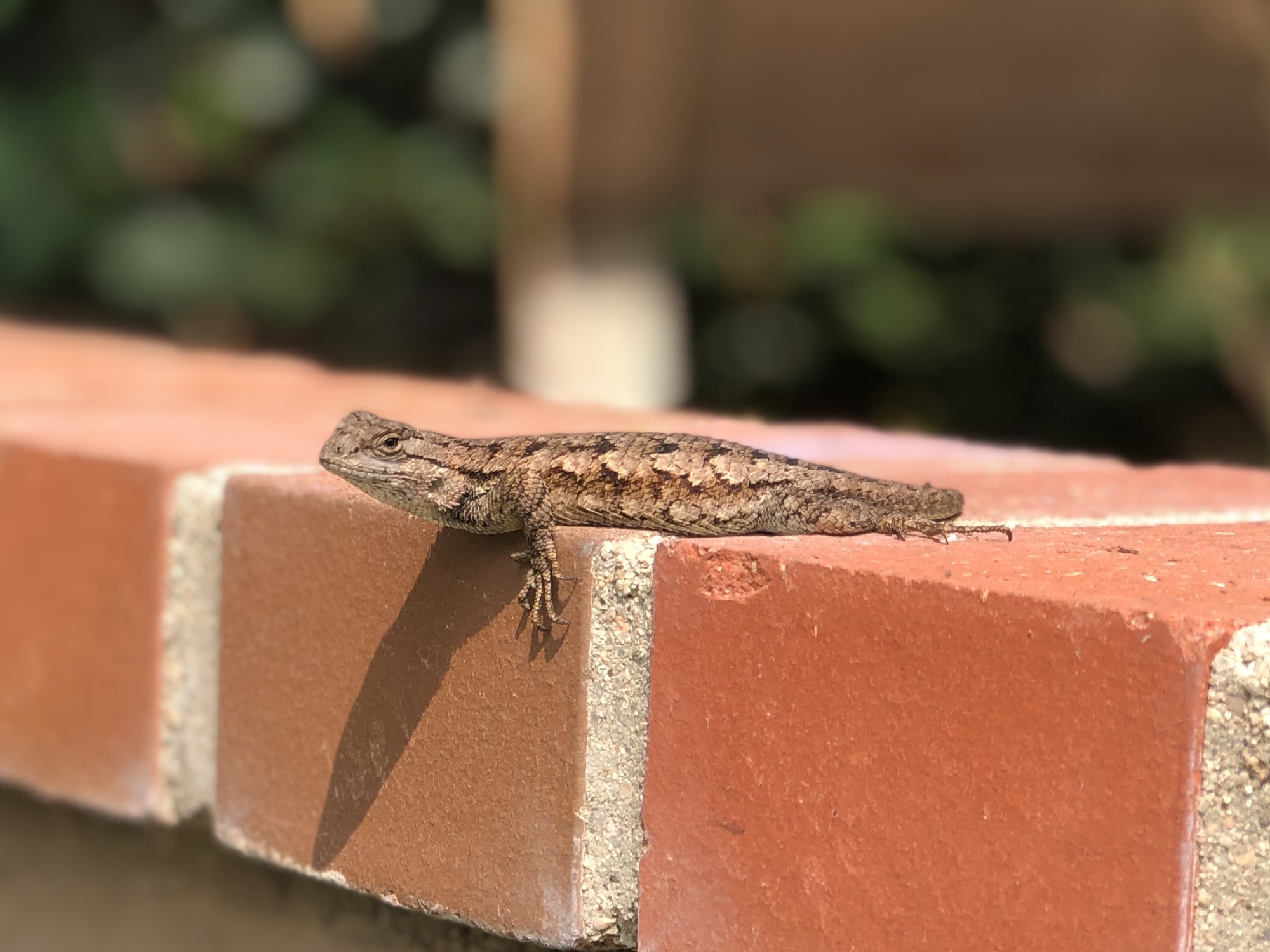 Peaceful Retreat in Irvine, California - Photo 8