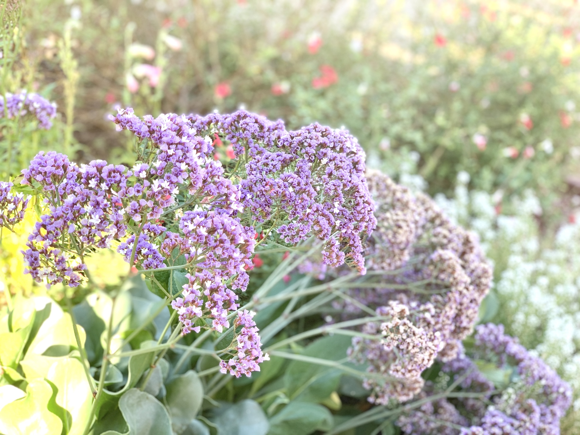 Rustic Farmhouse Family Room in San Jose - Photo 4