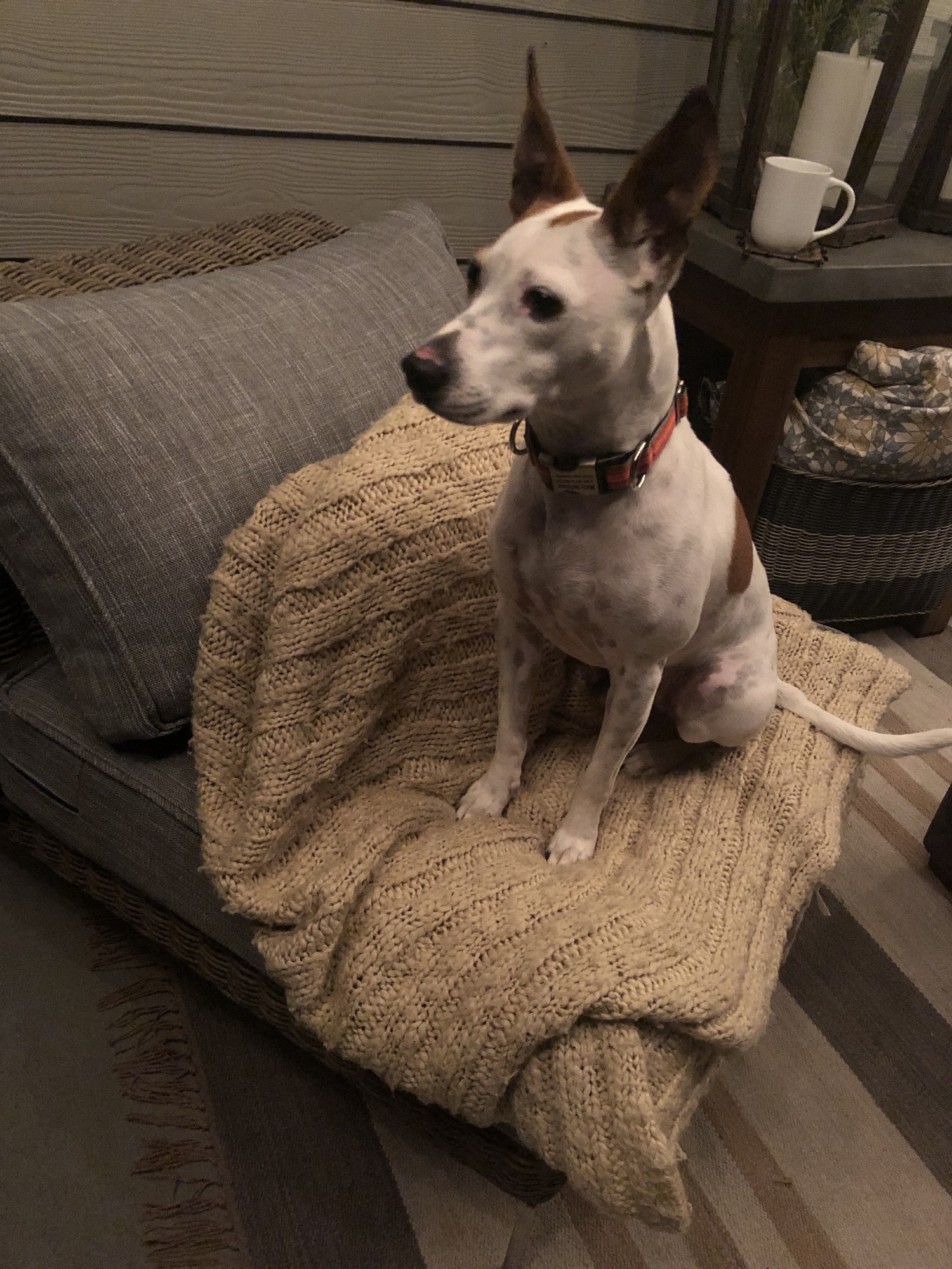 A Vibrant, Colorful Patio in Greenville, SC - Photo 9