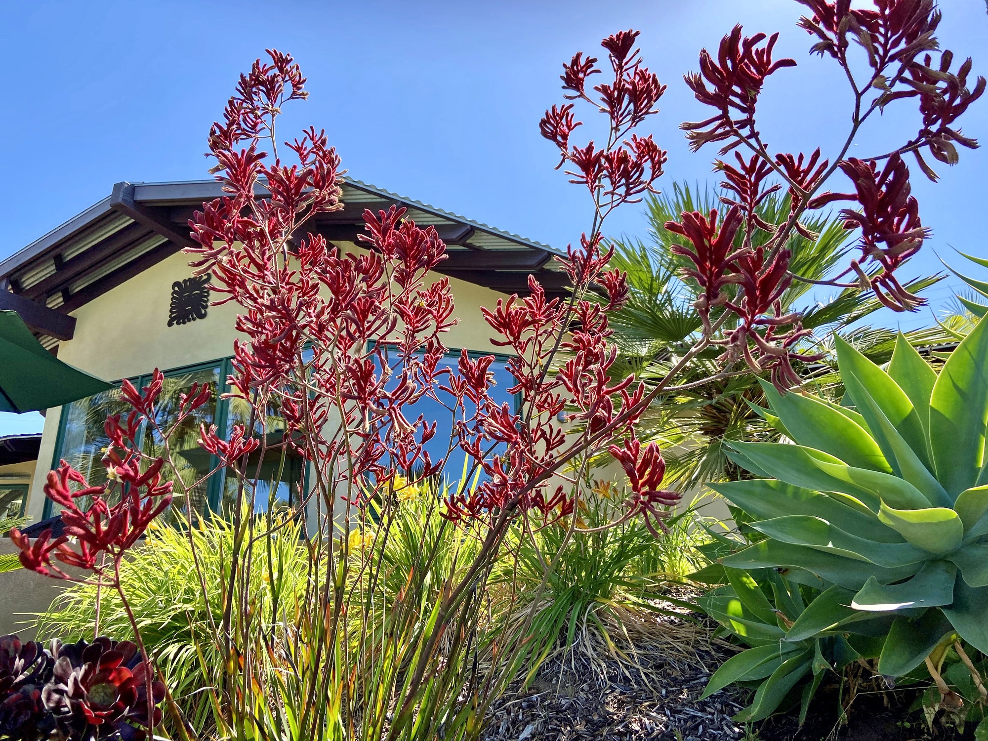 Earthy, Relaxing Pool Deck in Southern California - Photo 5