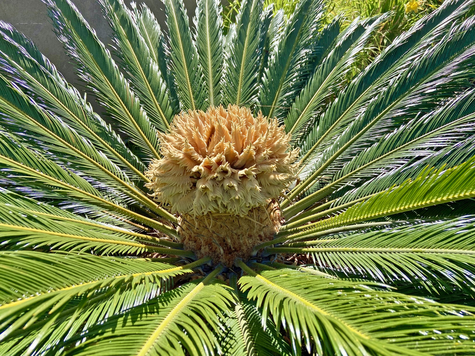 Earthy, Relaxing Pool Deck in Southern California - Photo 10