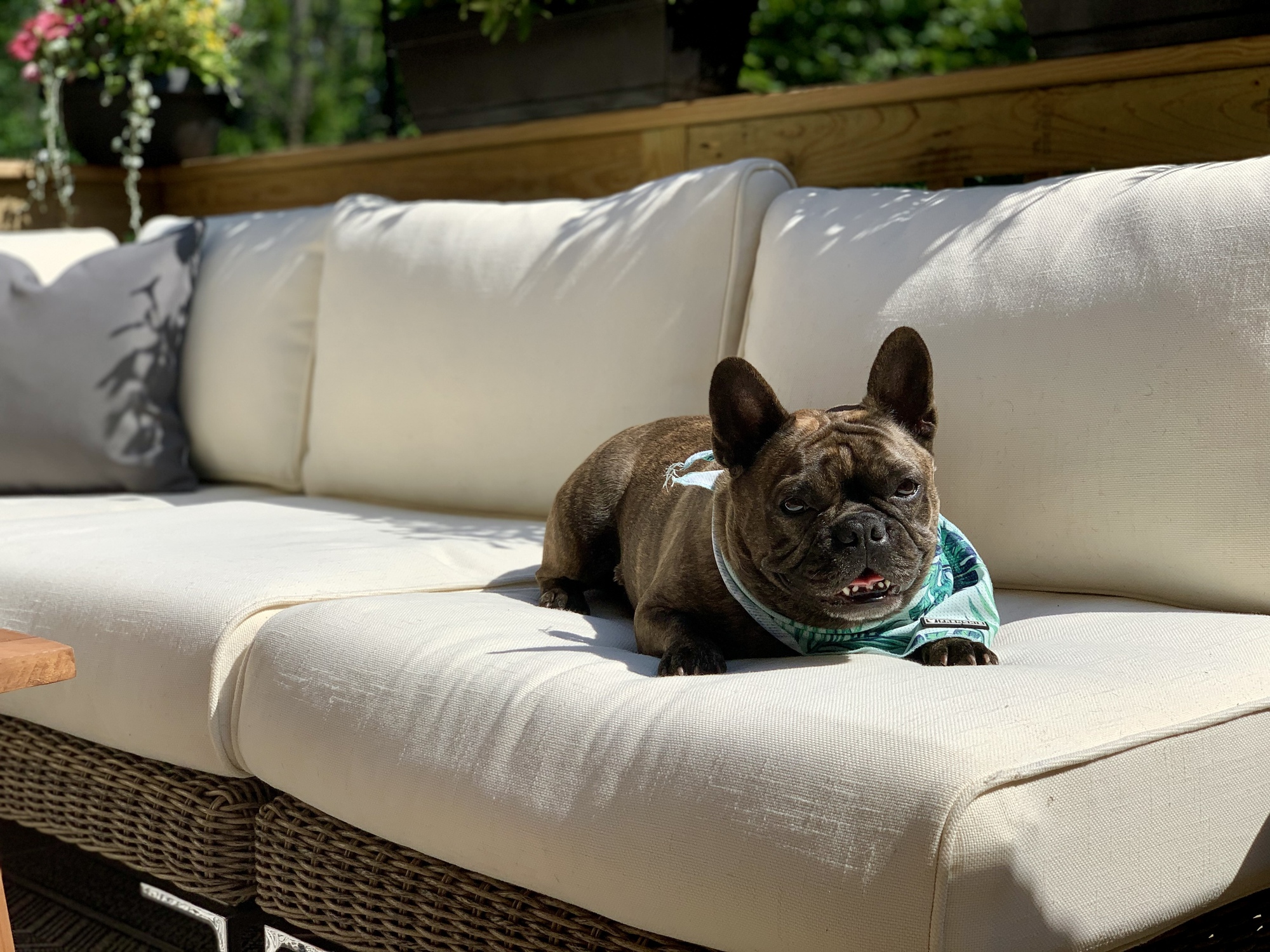 Dog-Friendly Paradise in Bucks County, PA - Photo 3