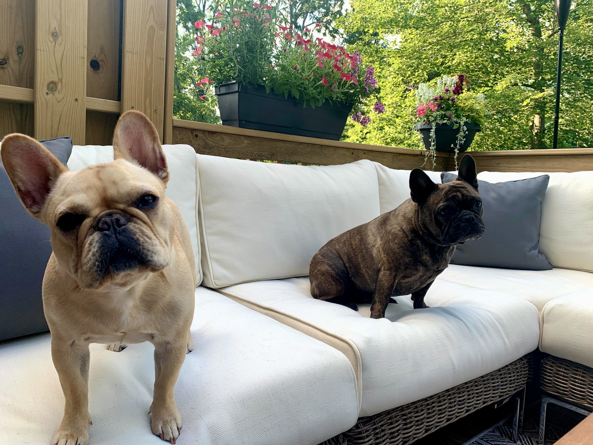 Dog-Friendly Paradise in Bucks County, PA - Photo 10