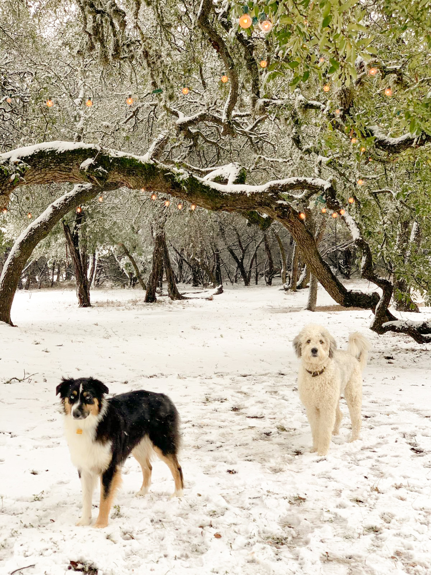 Hill Country Retreat in Austin, TX - Photo 10