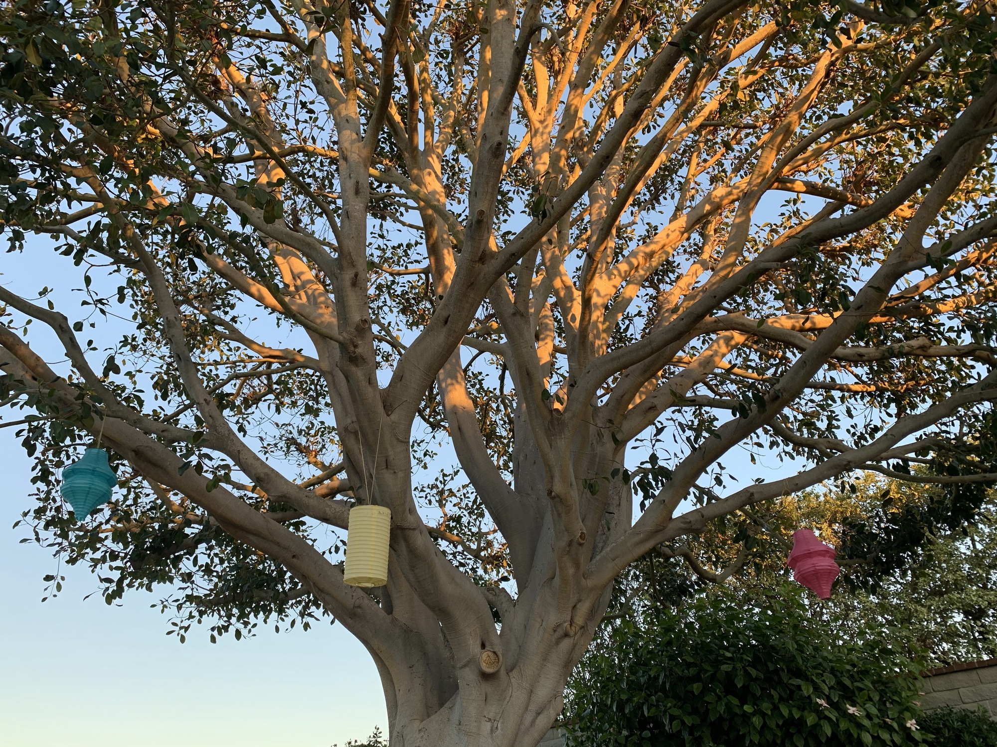 Natural Retreat in Laguna Niguel - Photo 10