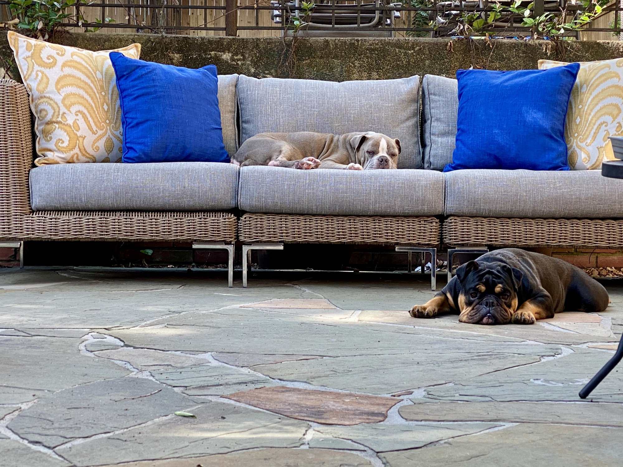 An Animal-Friendly Shaded Patio in Memphis, TN - Photo 6