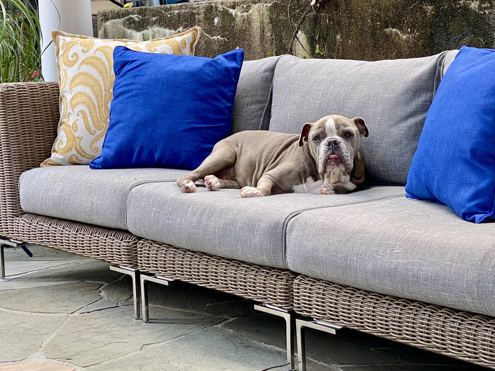 An Animal-Friendly Shaded Patio in Memphis, TN - Photo 9