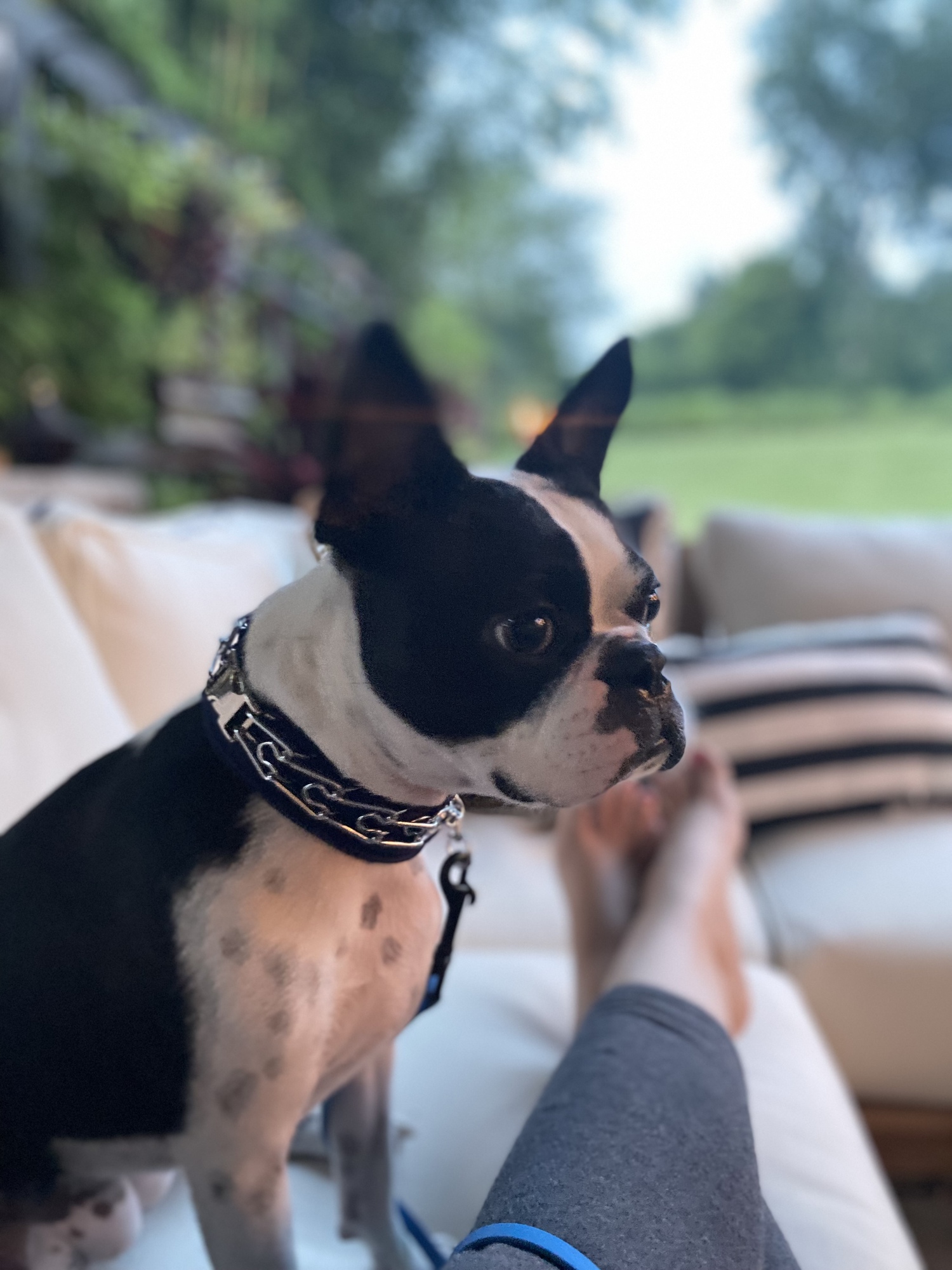 A Vintage Lover’s Outdoor Living Room - Photo 5