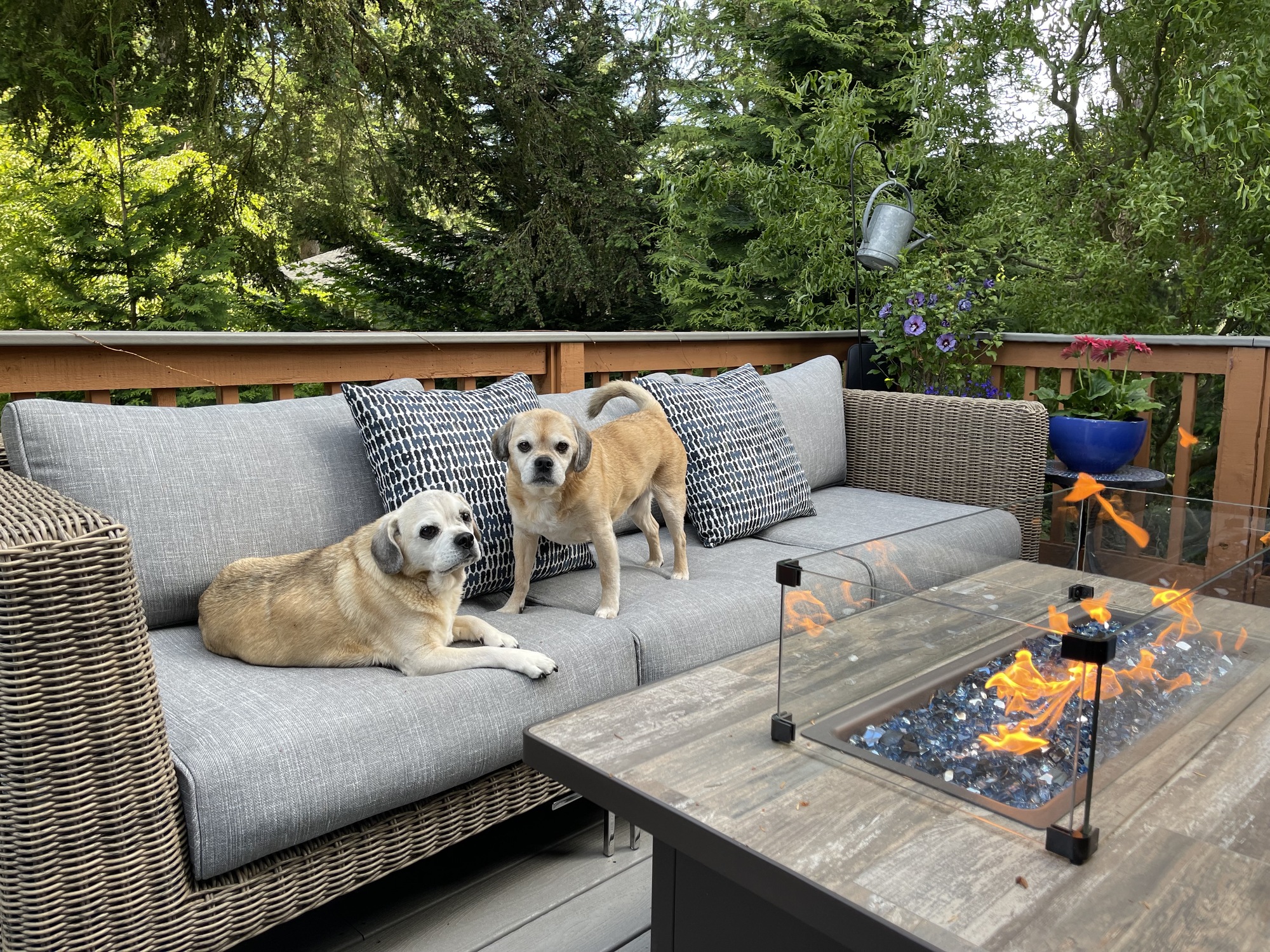 Inviting Upper Deck Among the Trees in Washington - Photo 7