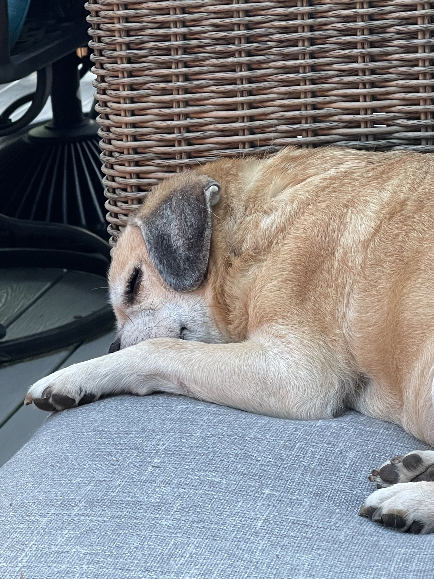 Inviting Upper Deck Among the Trees in Washington - Photo 10