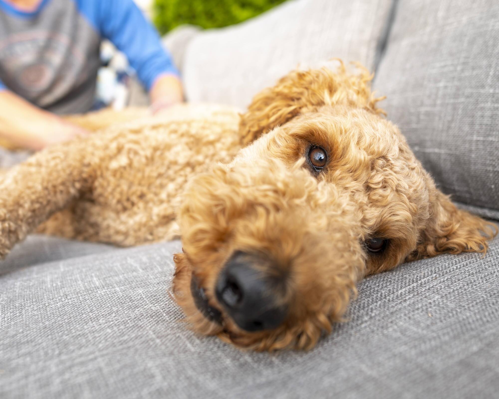 A Busy Family’s Cozy Kid-Friendly Backyard - Photo 6