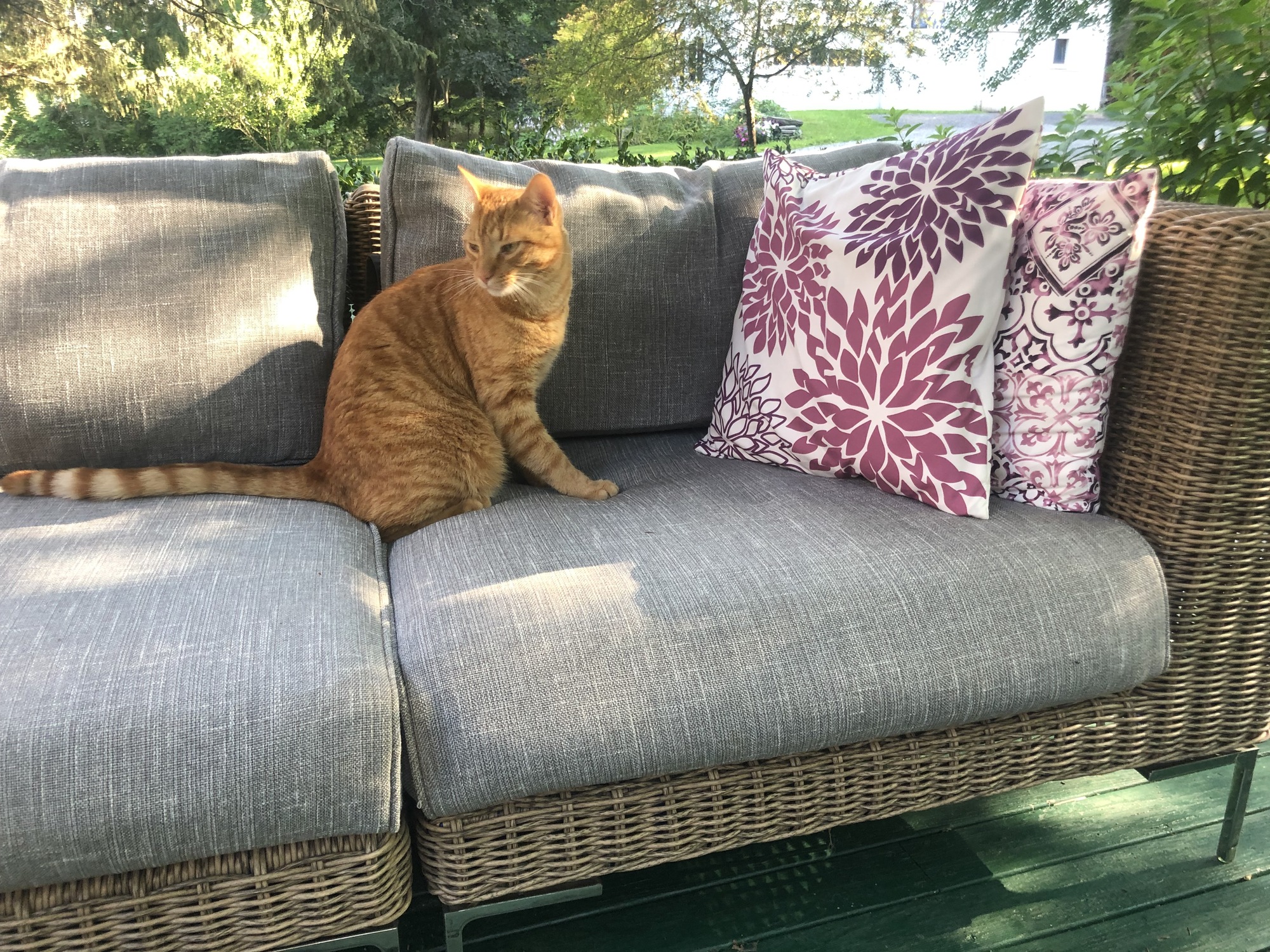 A Private, Wildlife-Friendly Garden and Deck - Photo 5