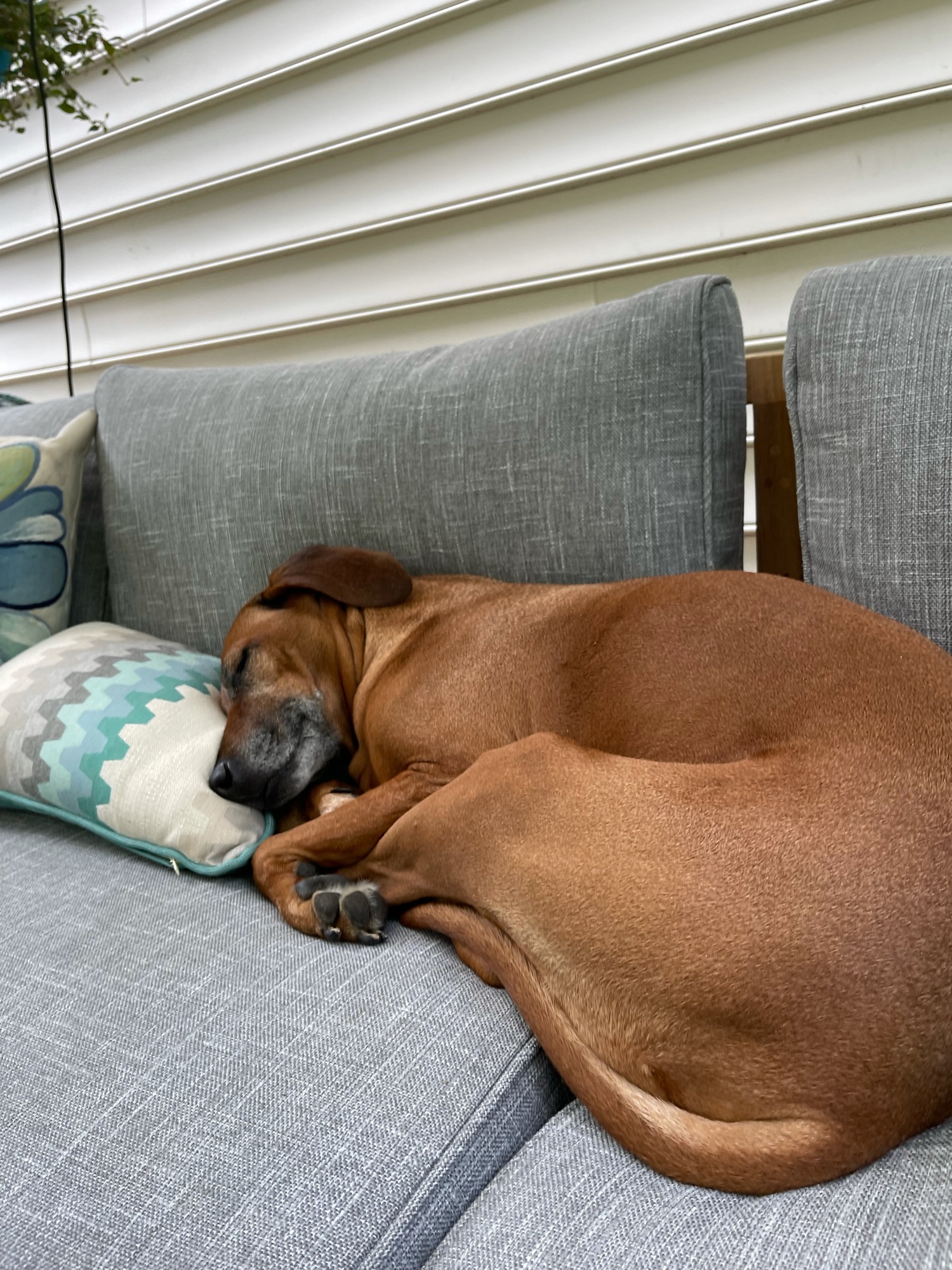 Traditional Backyard in Virginia - Photo 7