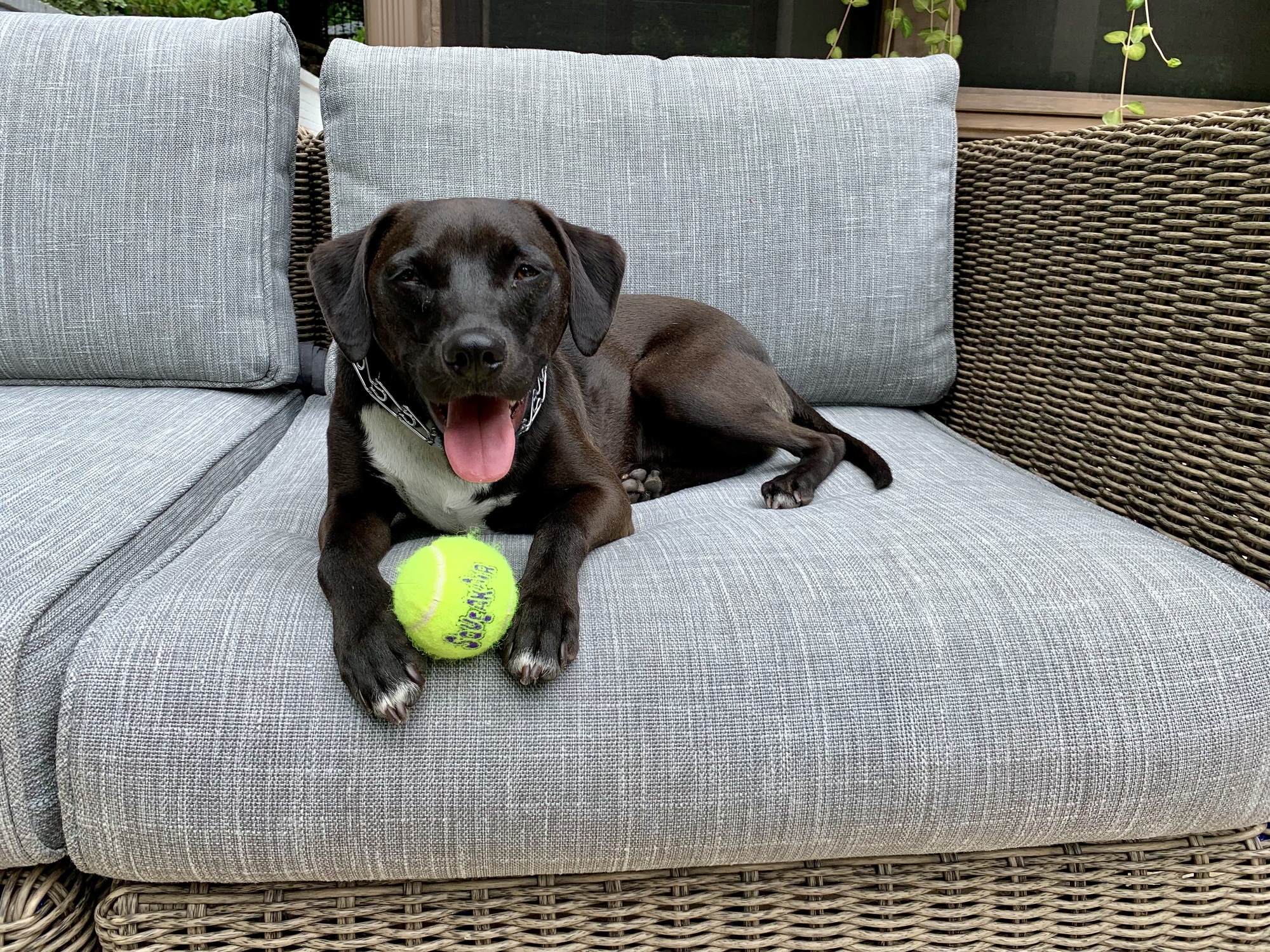Mid-Century Pool Palace in Sandy Springs, GA - Photo 4