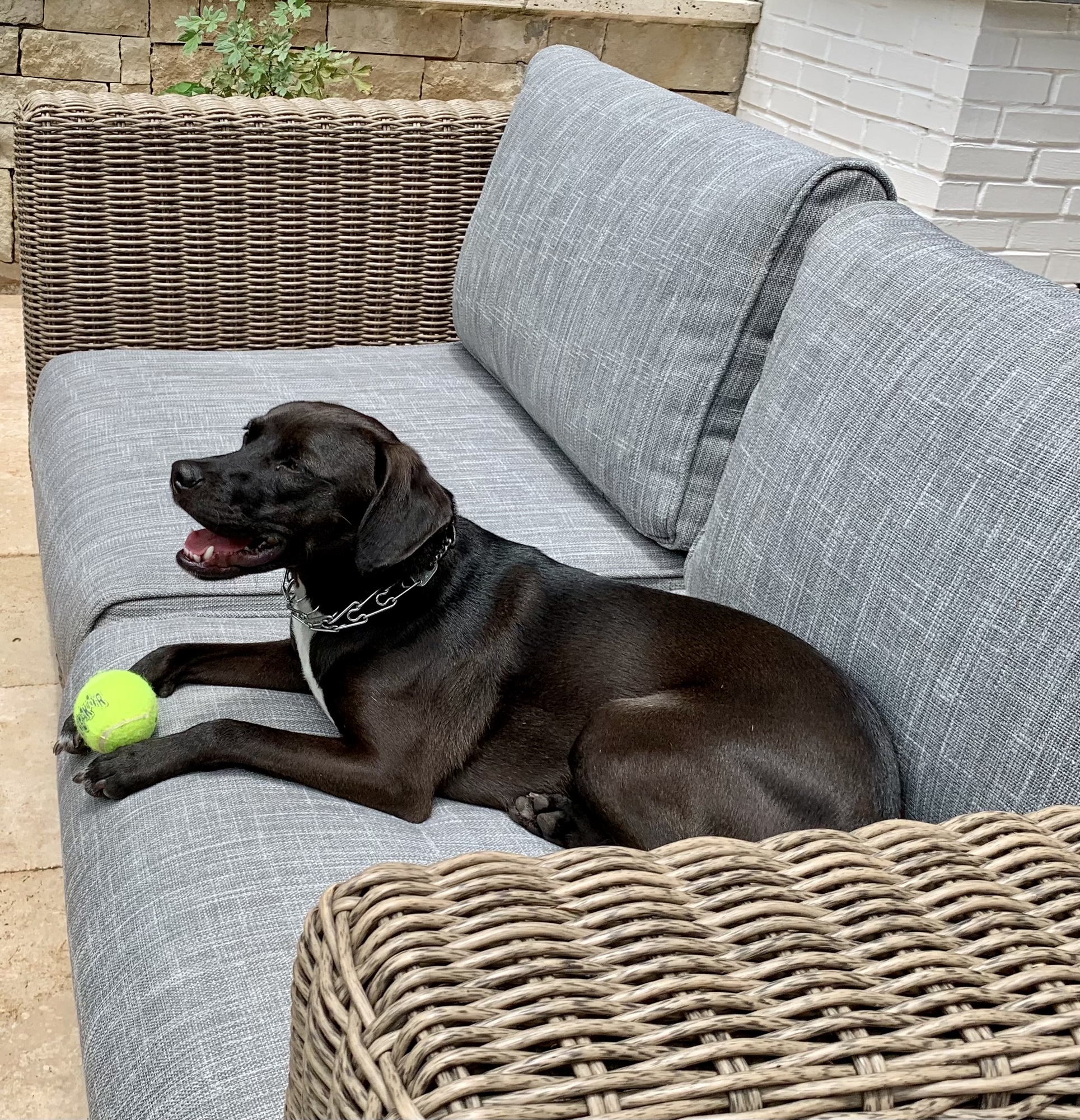 Mid-Century Pool Palace in Sandy Springs, GA - Photo 7