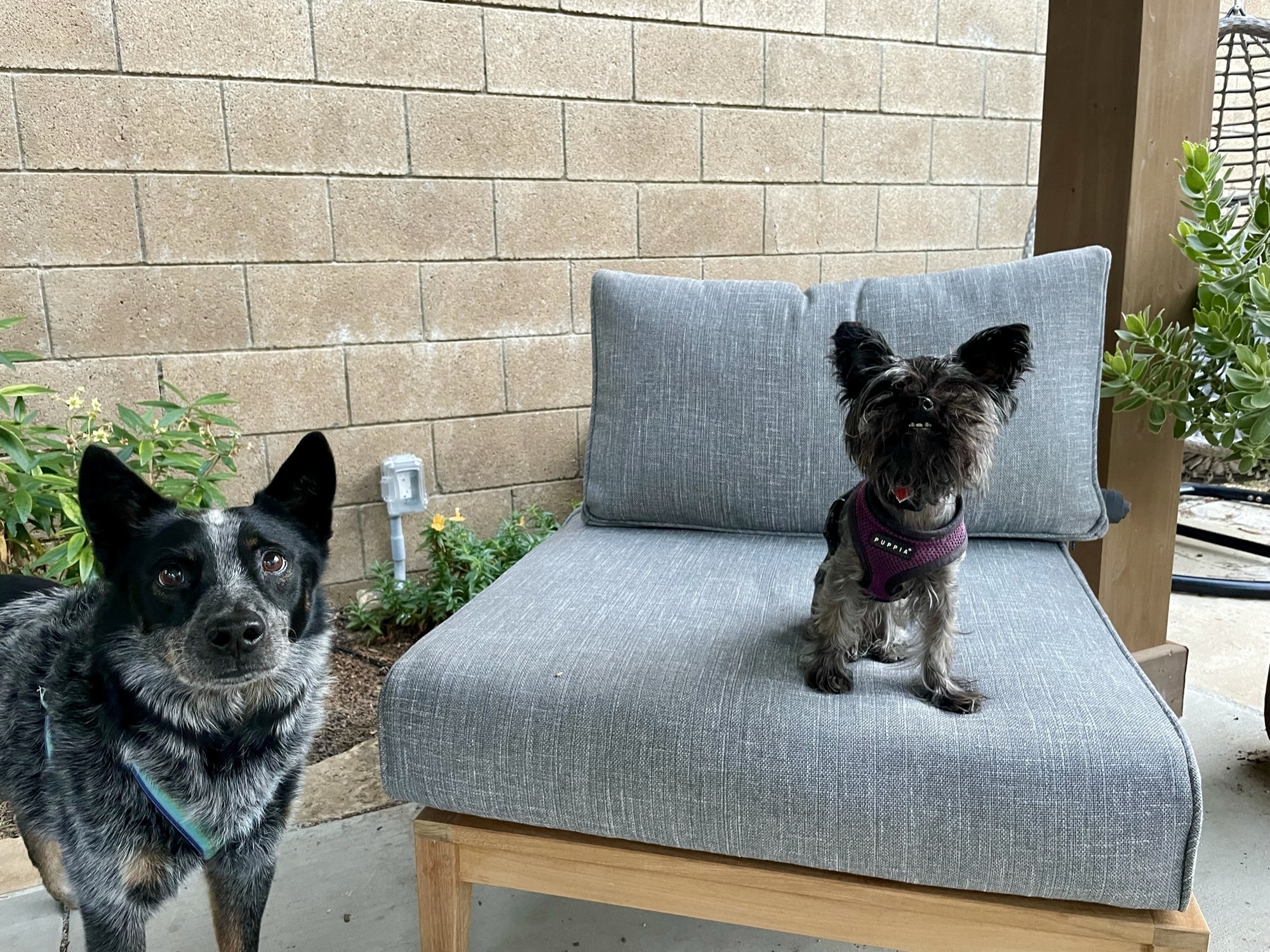 An Active California Backyard for All Seasons - Photo 9