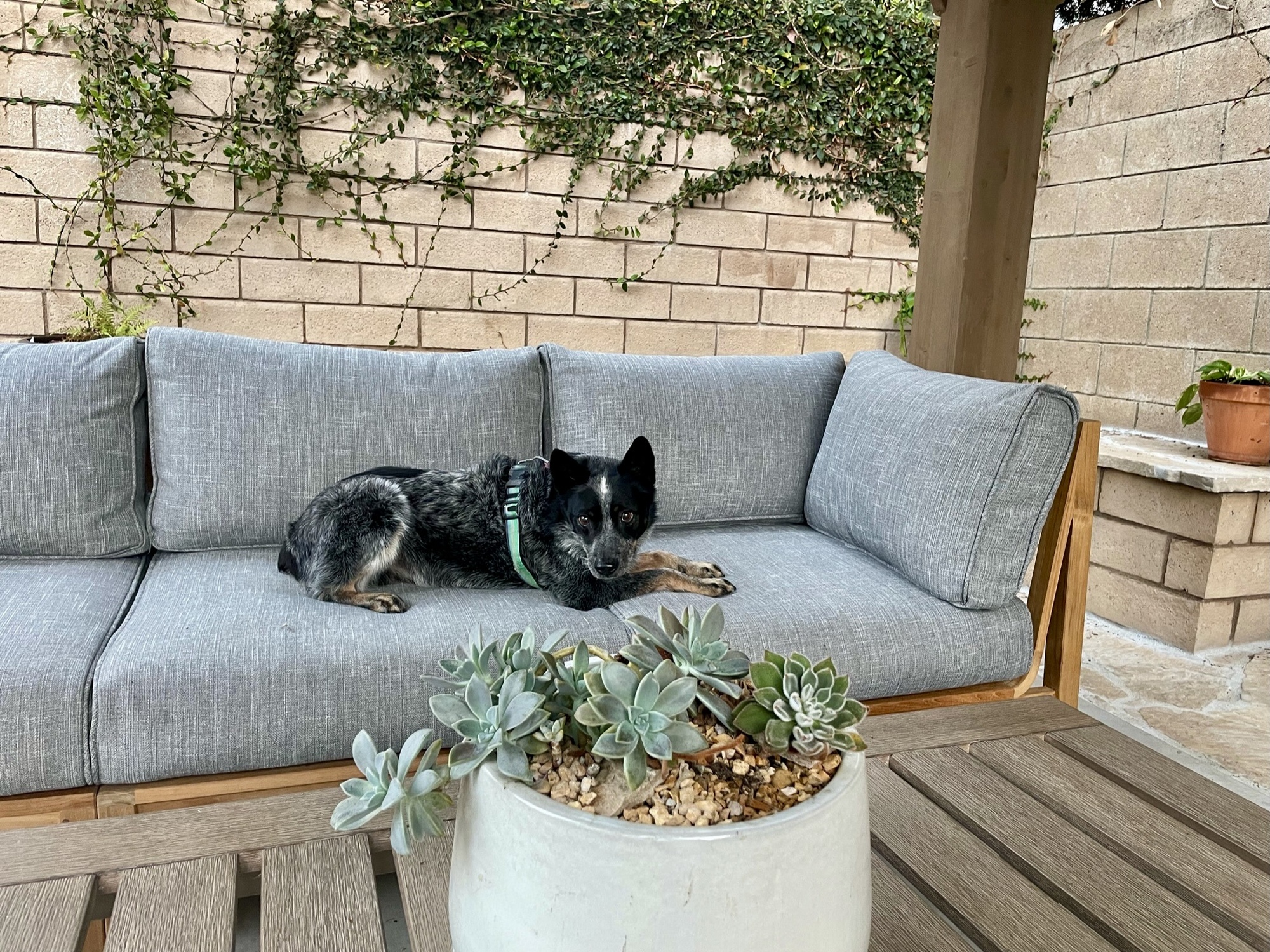 An Active California Backyard for All Seasons - Photo 10