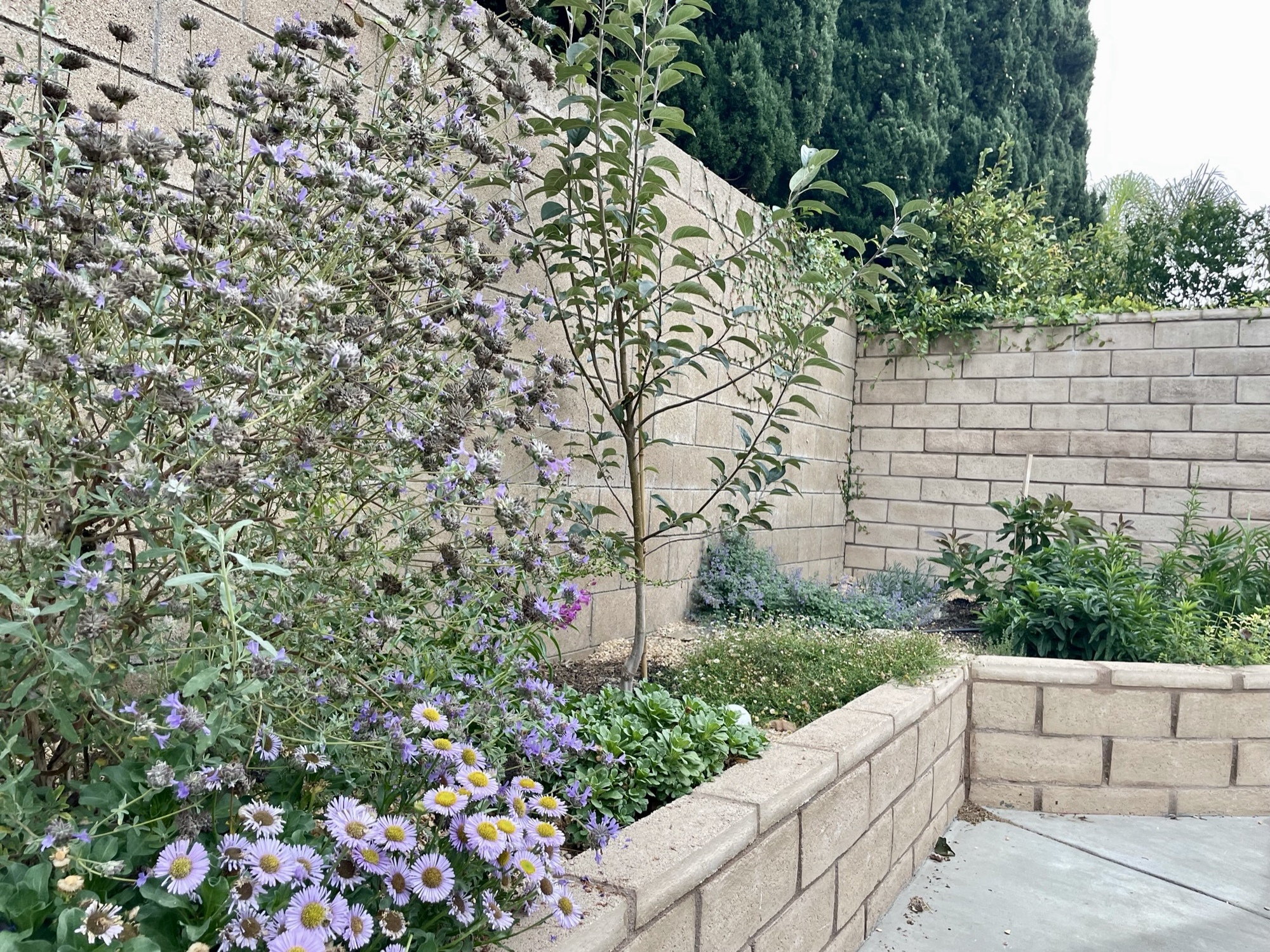 An Active California Backyard for All Seasons - Photo 12