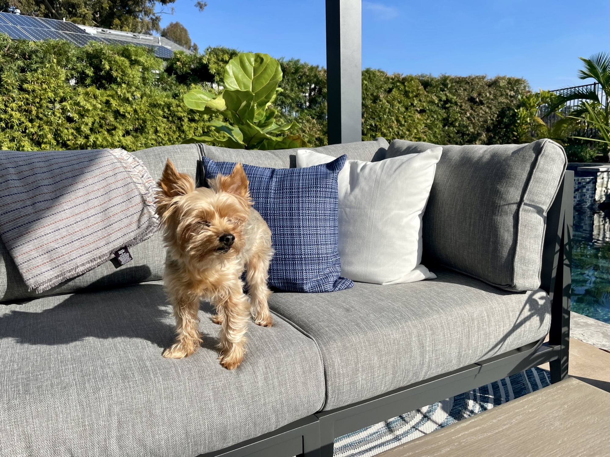 Backyard with Pool, Kitchen and Bar in Carlsbad, CA - Photo 6