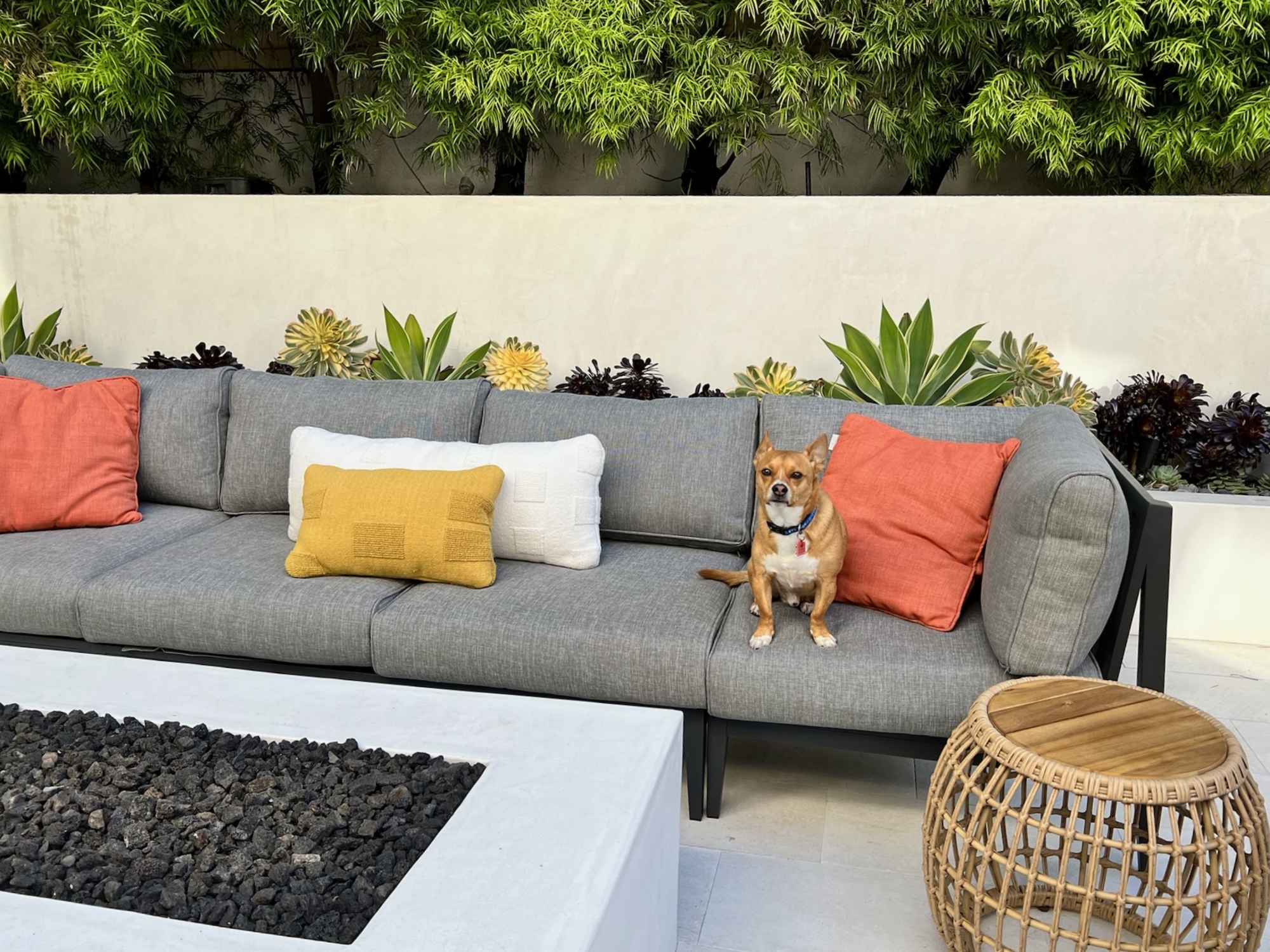 An Elite Athlete’s Cozy Patio in Manhattan Beach - Photo 5