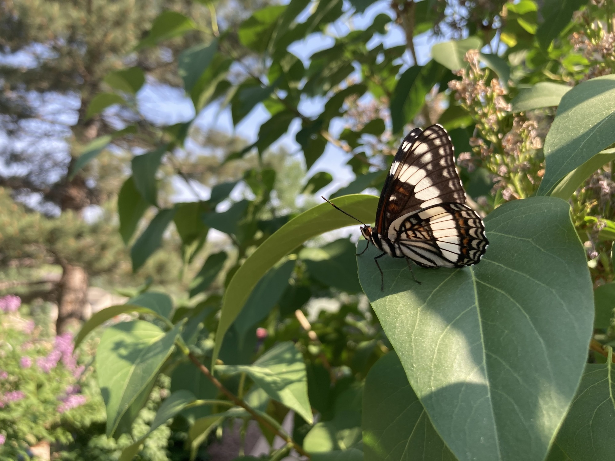 Mountainside Patio in Golden, CO - Photo 9