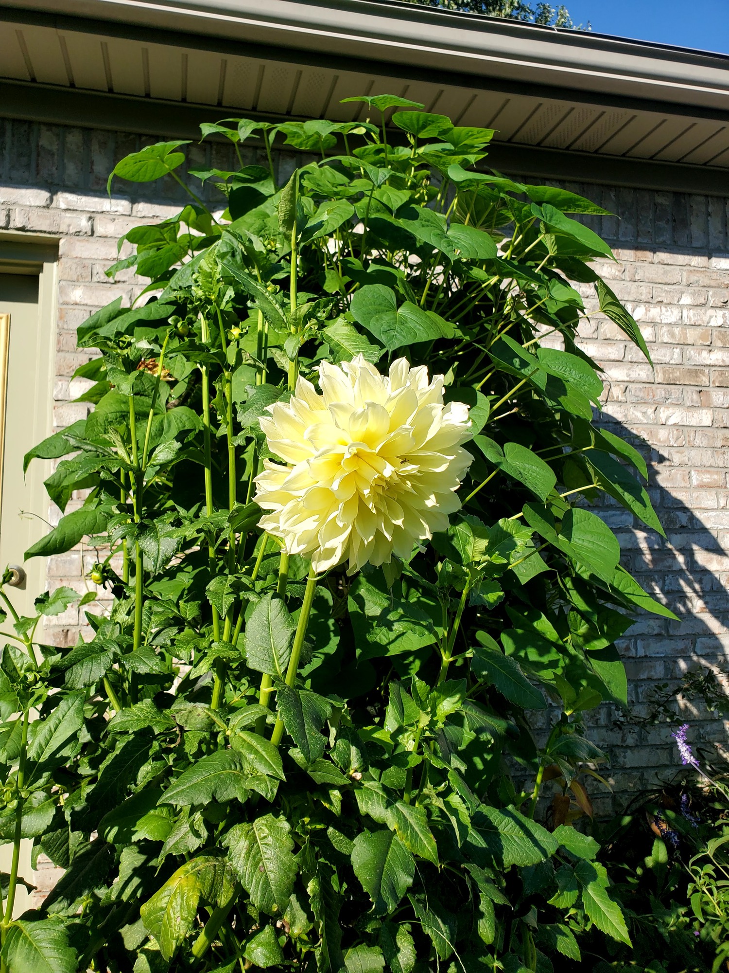 Eclectic, Lush Deck in Albany, IN - Photo 10