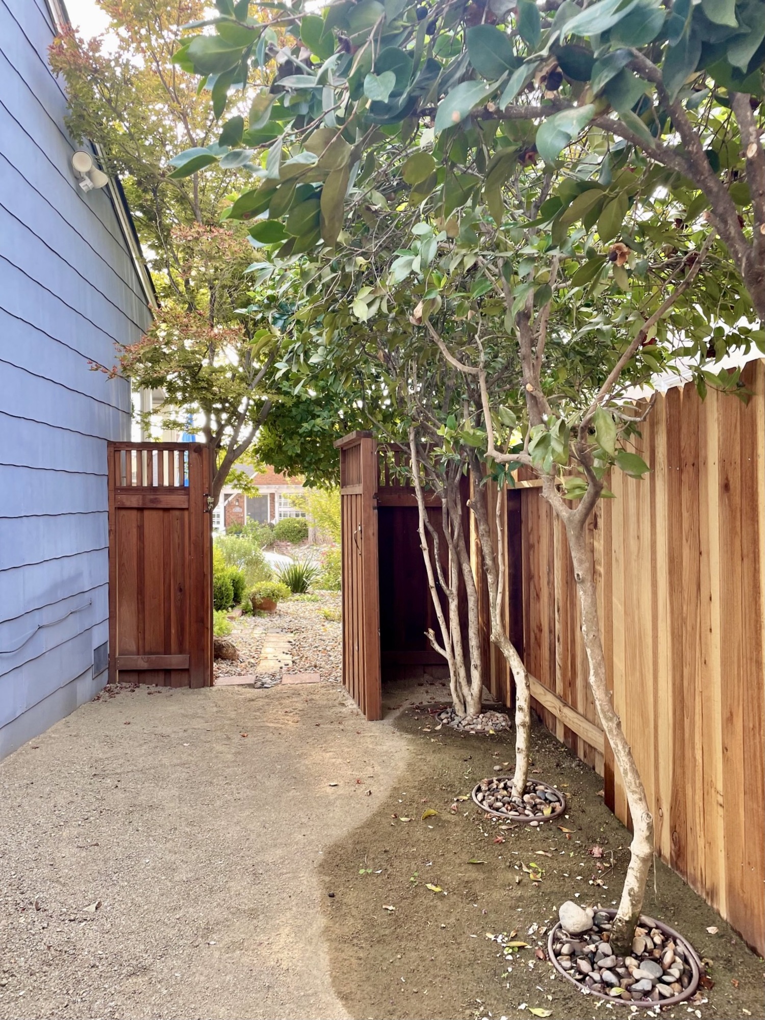 A Verdant, Modern Backyard in Sacramento - Photo 6
