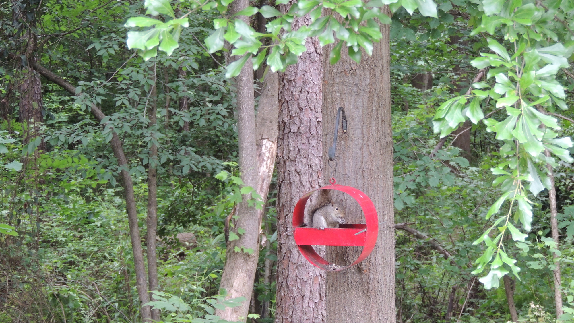 A Screened-In Back Porch Surrounded by North Carolina Woods - Photo 6