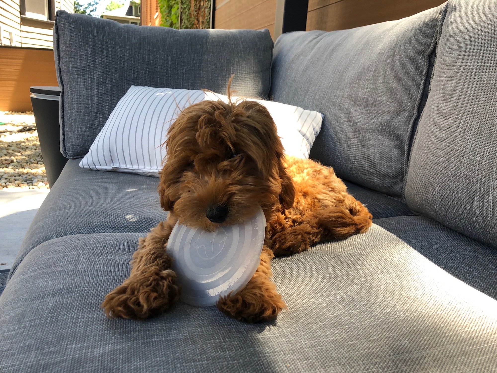 A Newly Redone Backyard in a 100-Year-Old Fixer Upper - Photo 4