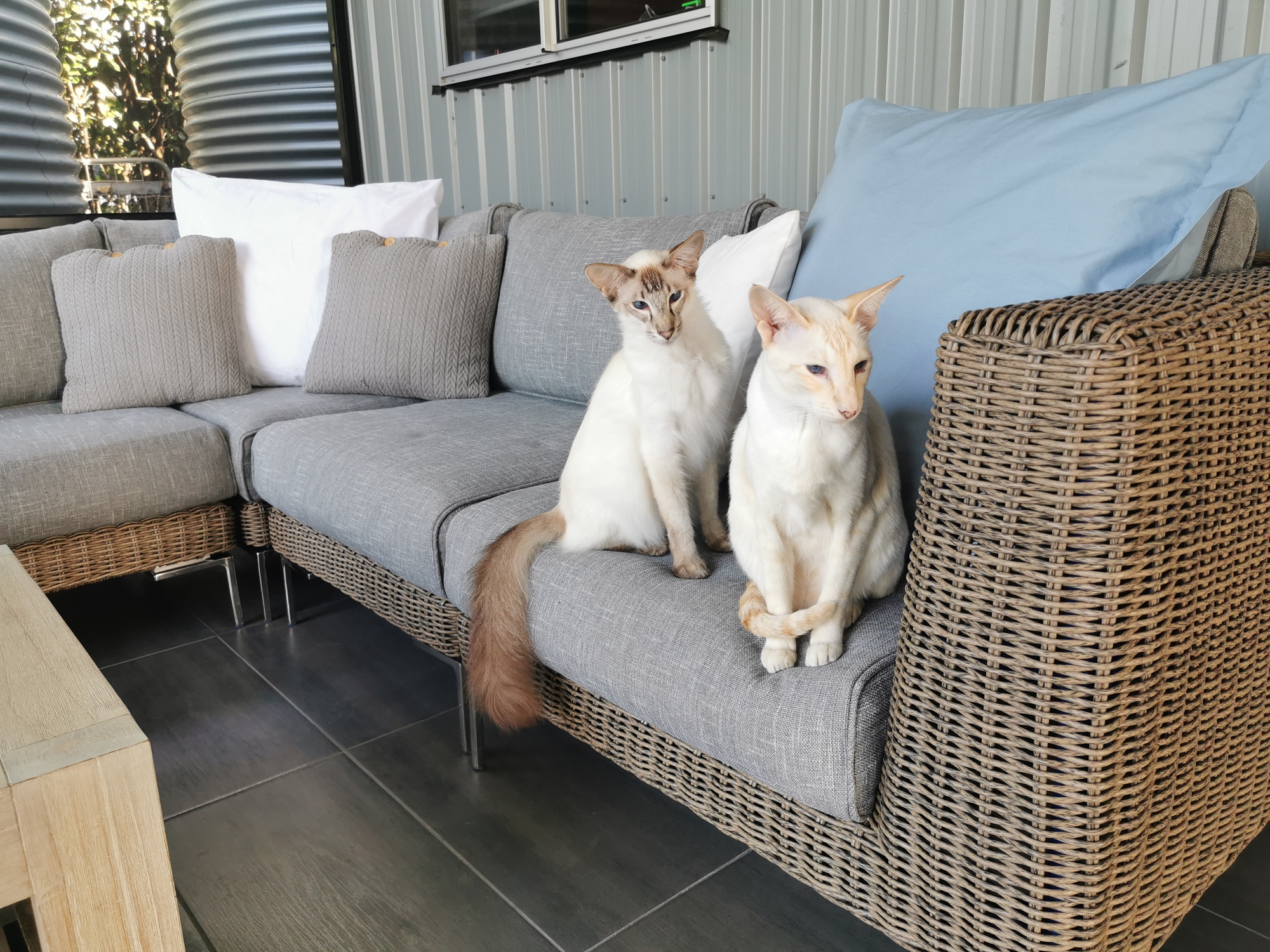 A Family’s Lush Garden and Entertainment Space in Mooloolah Valley, QLD - Photo 3