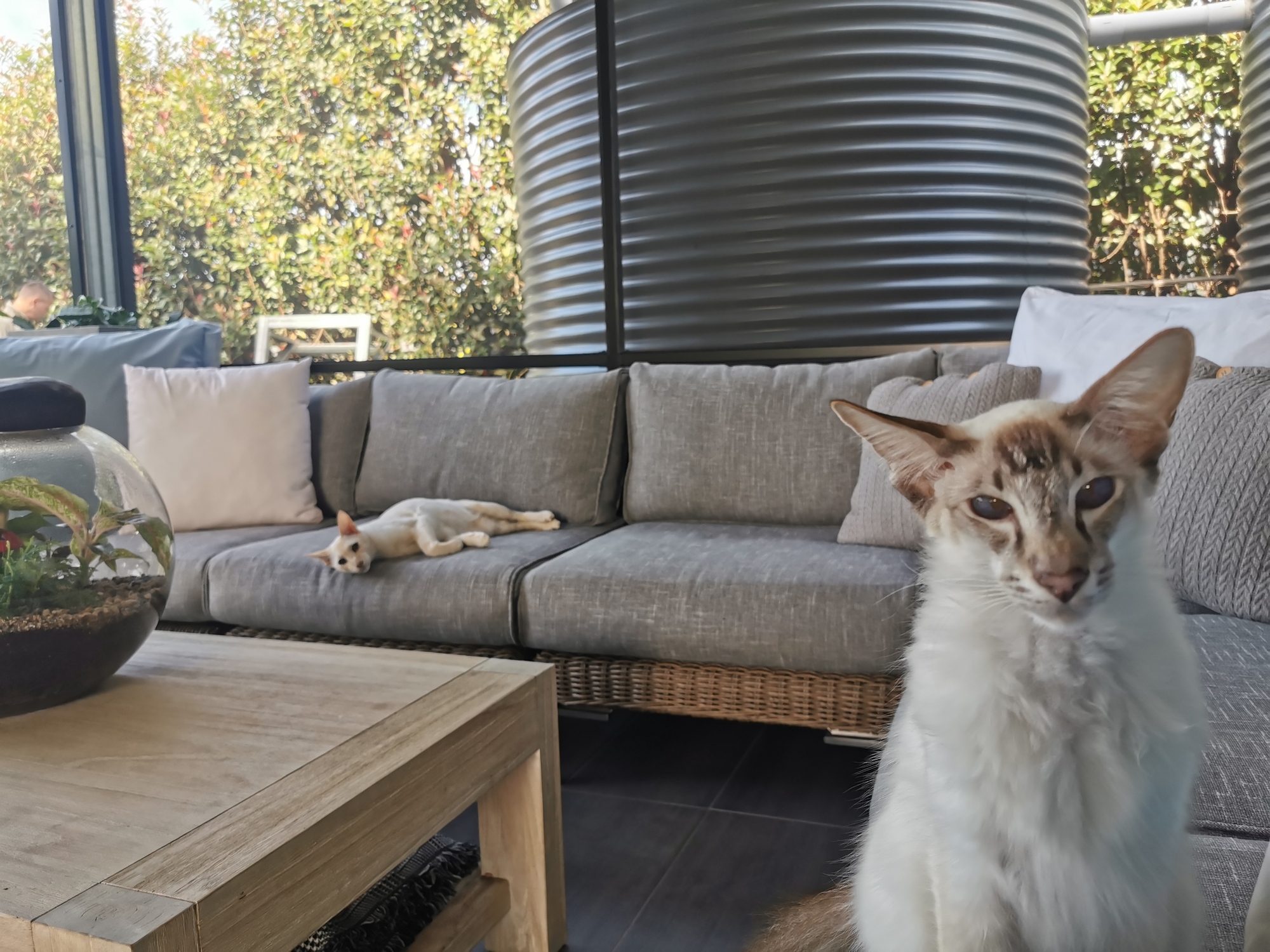 A Family’s Lush Garden and Entertainment Space in Mooloolah Valley, QLD - Photo 5