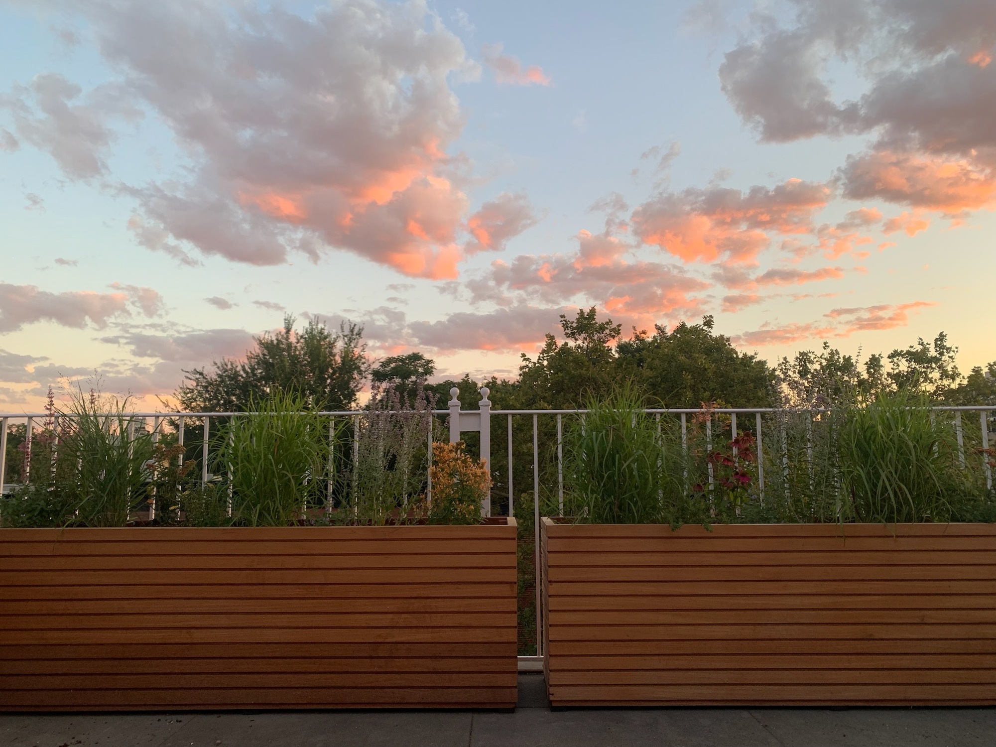 A Writer/Photographer’s Brooklyn Rooftop Meadow - Photo 8