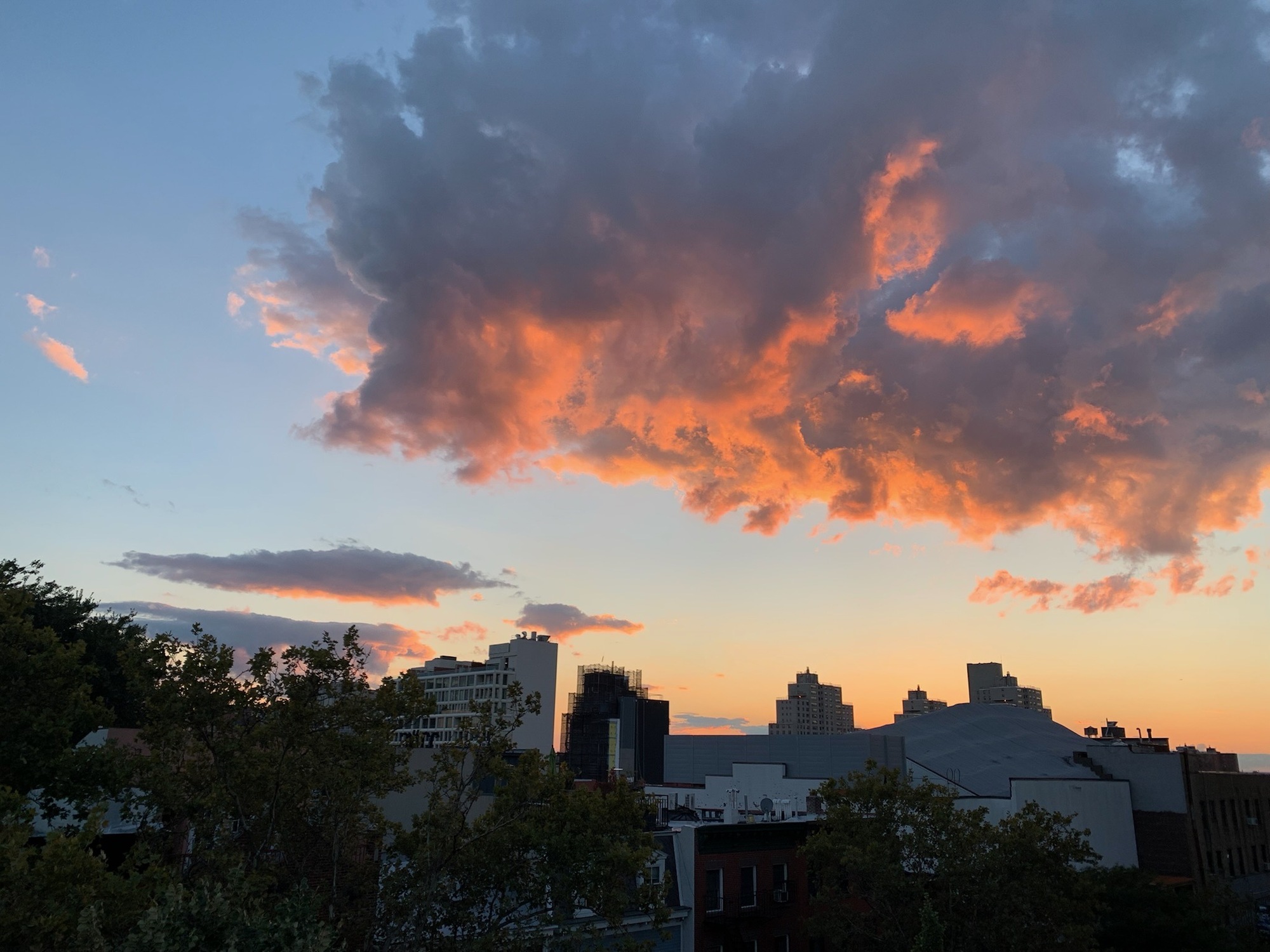 A Writer/Photographer’s Brooklyn Rooftop Meadow - Photo 9