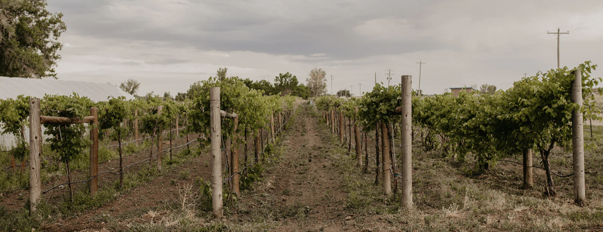 BUSINESS SHOWROOM: Salt & Acres - Photo 5