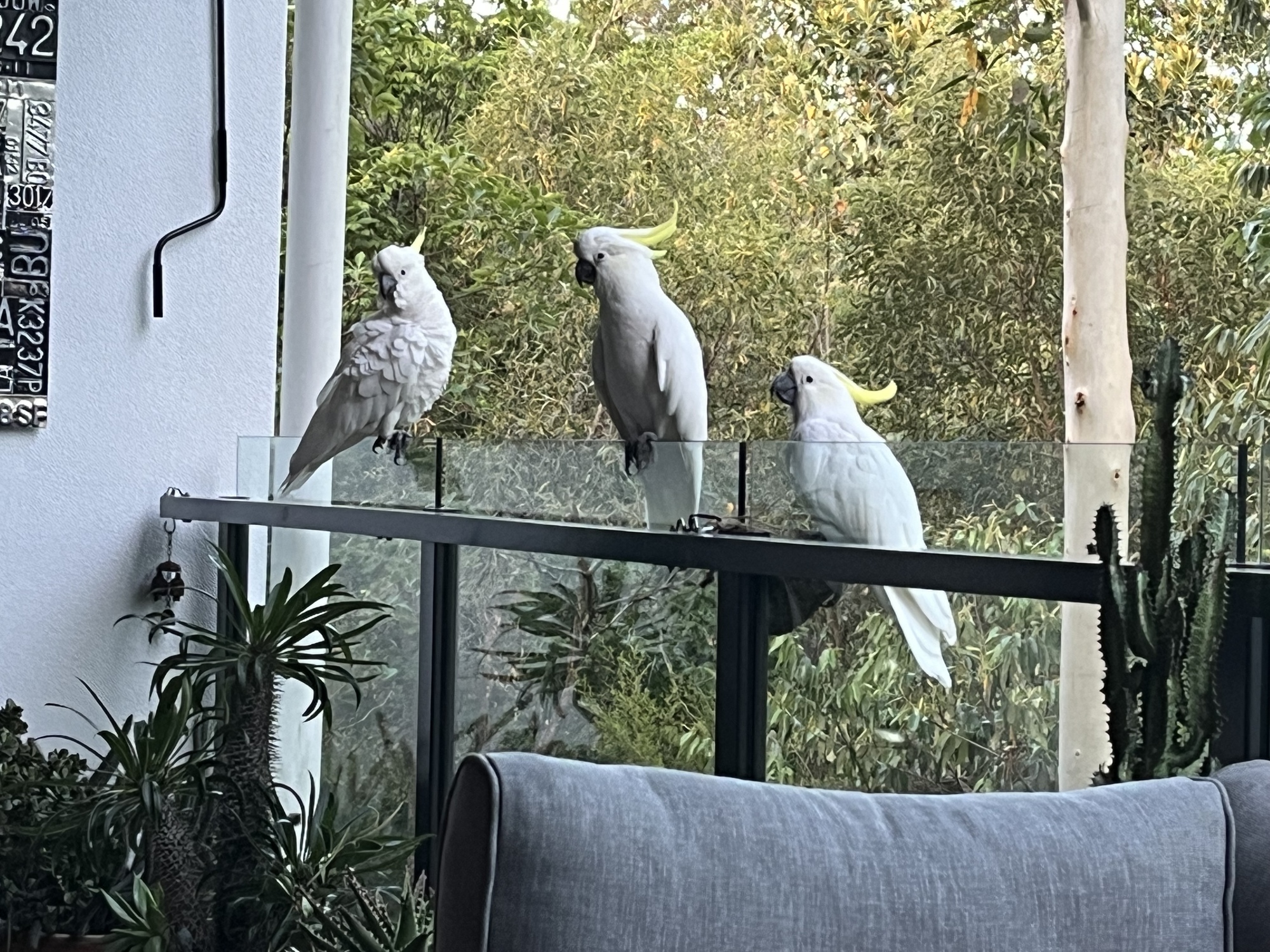 An Oasis in the Heart of Brisbane - Photo 4