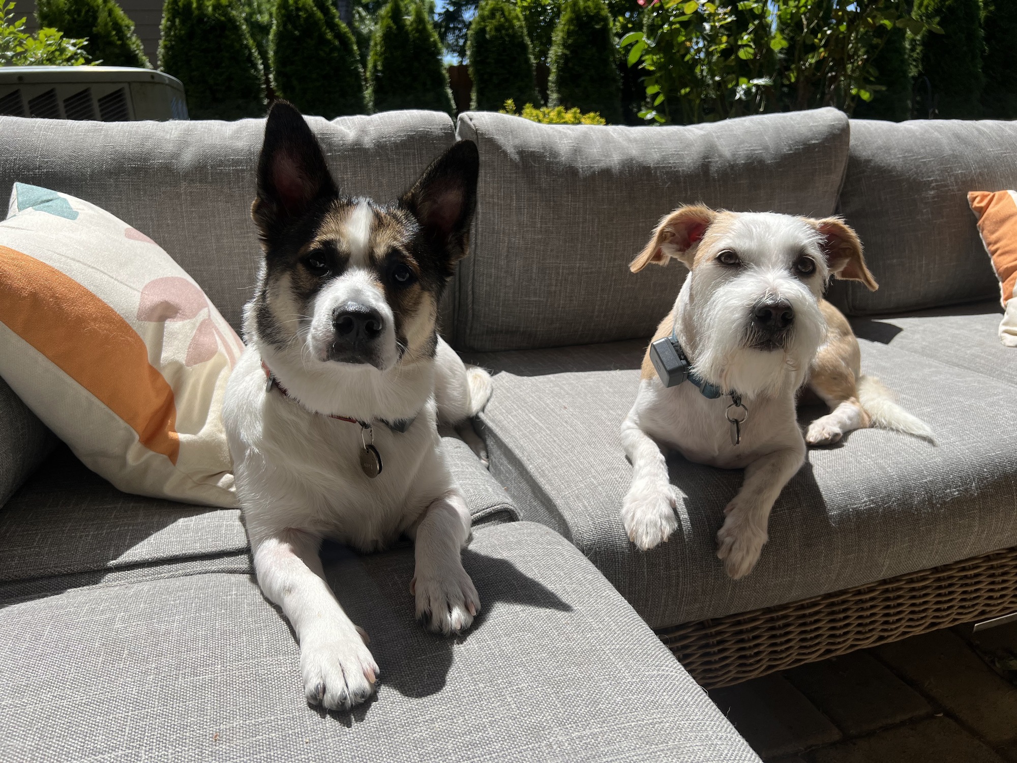 Year-Round Outdoor Living with Dogs in Oregon City - Photo 5