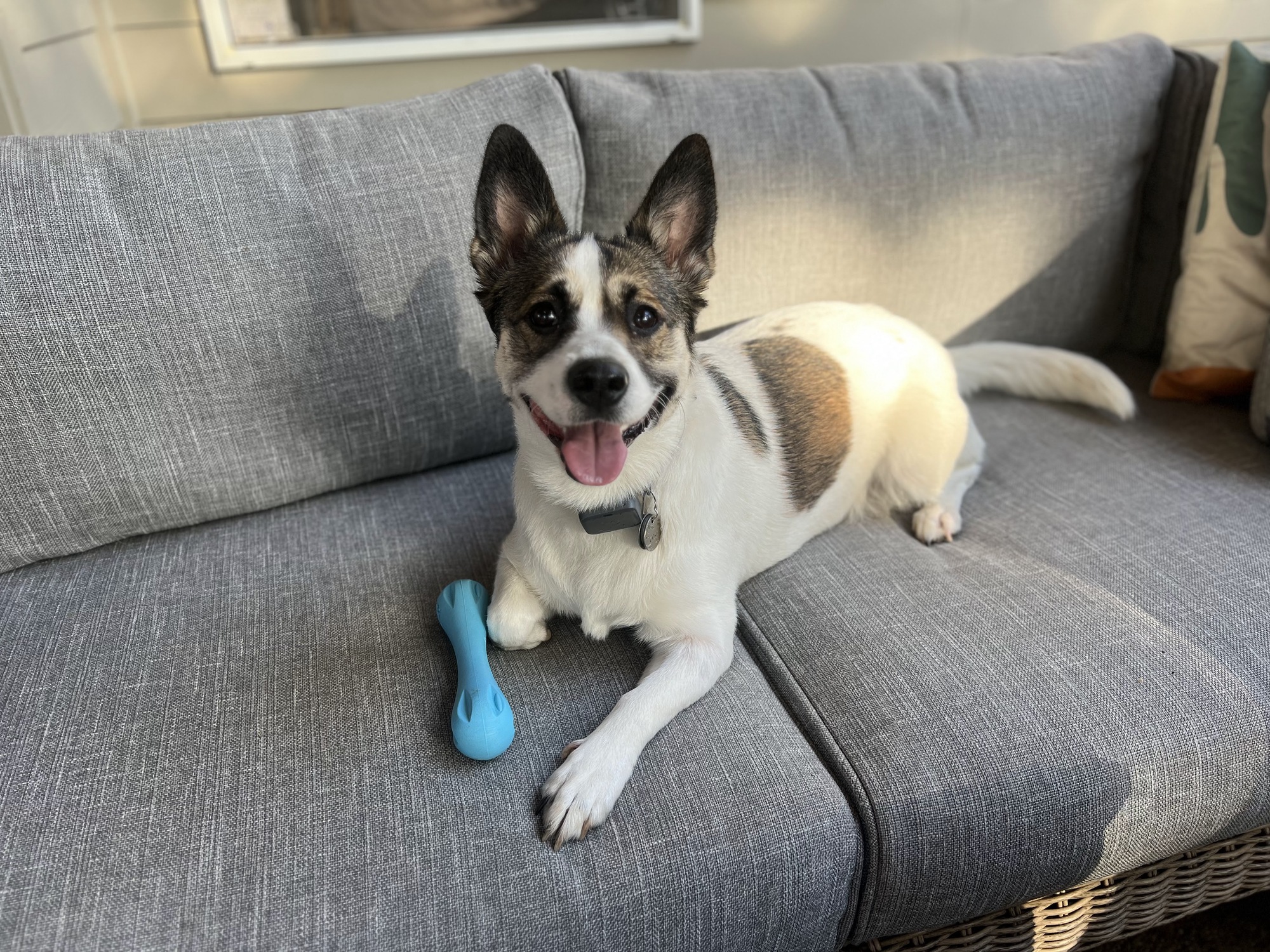 Year-Round Outdoor Living with Dogs in Oregon City - Photo 12